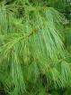 Pinus patula - Pine foliage